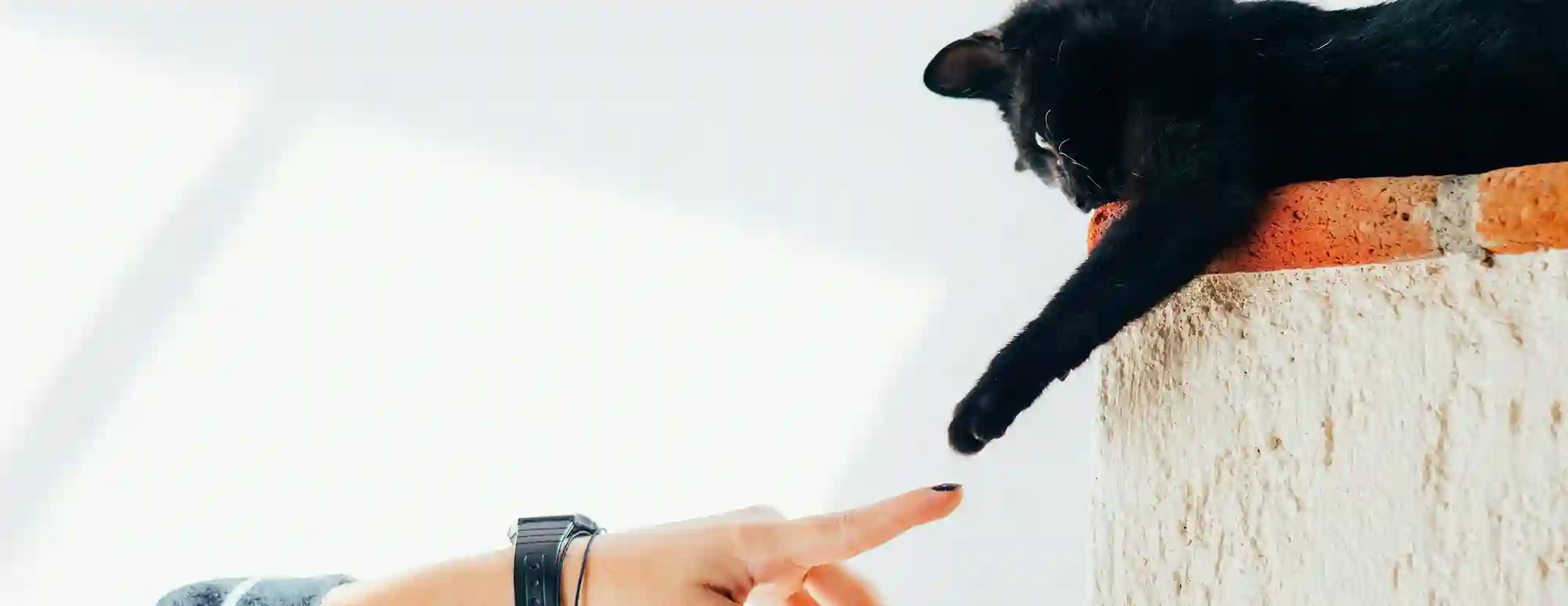 Coastal Pet