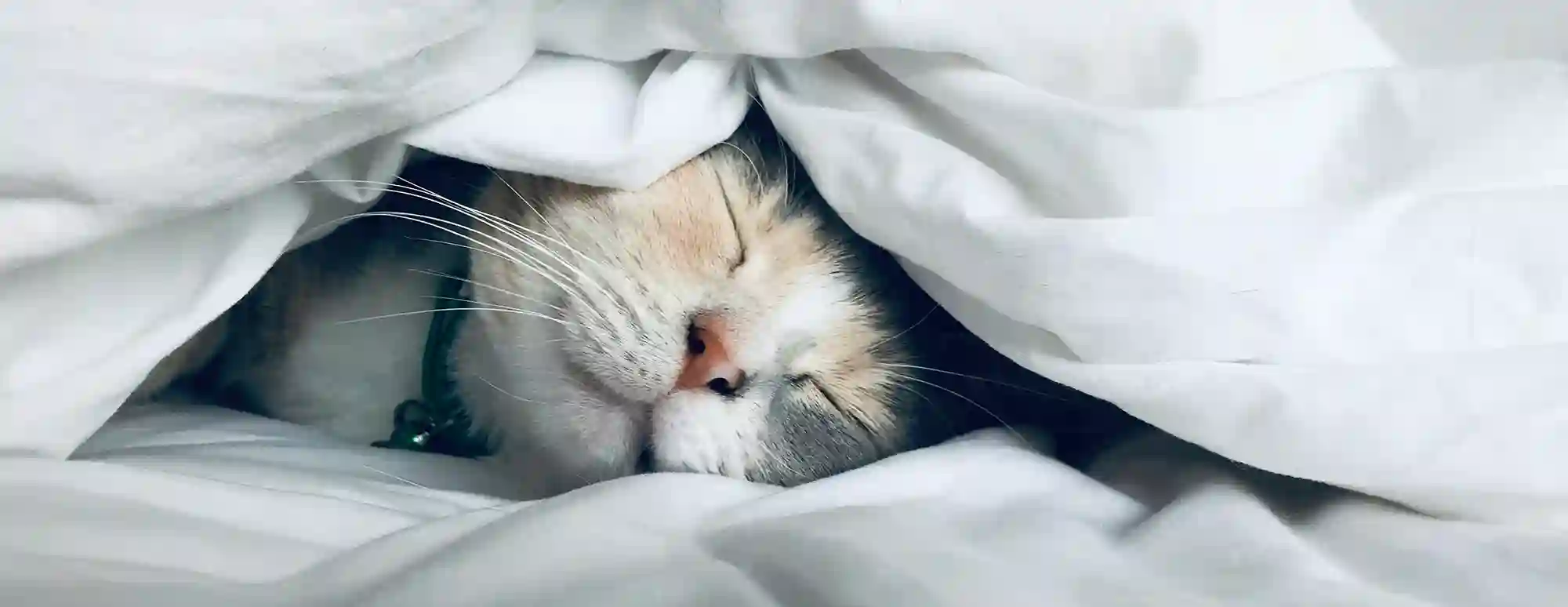 FunnyFuzzy