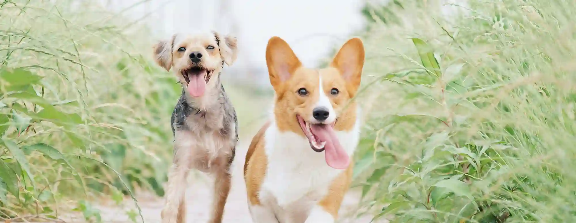 Hill's Pet Nutrition