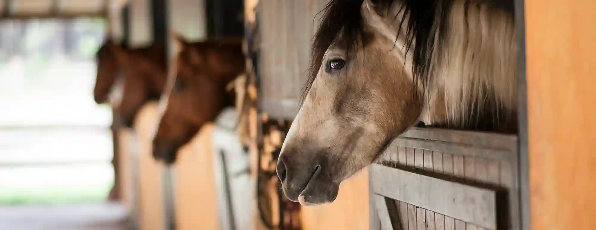 Horse.com