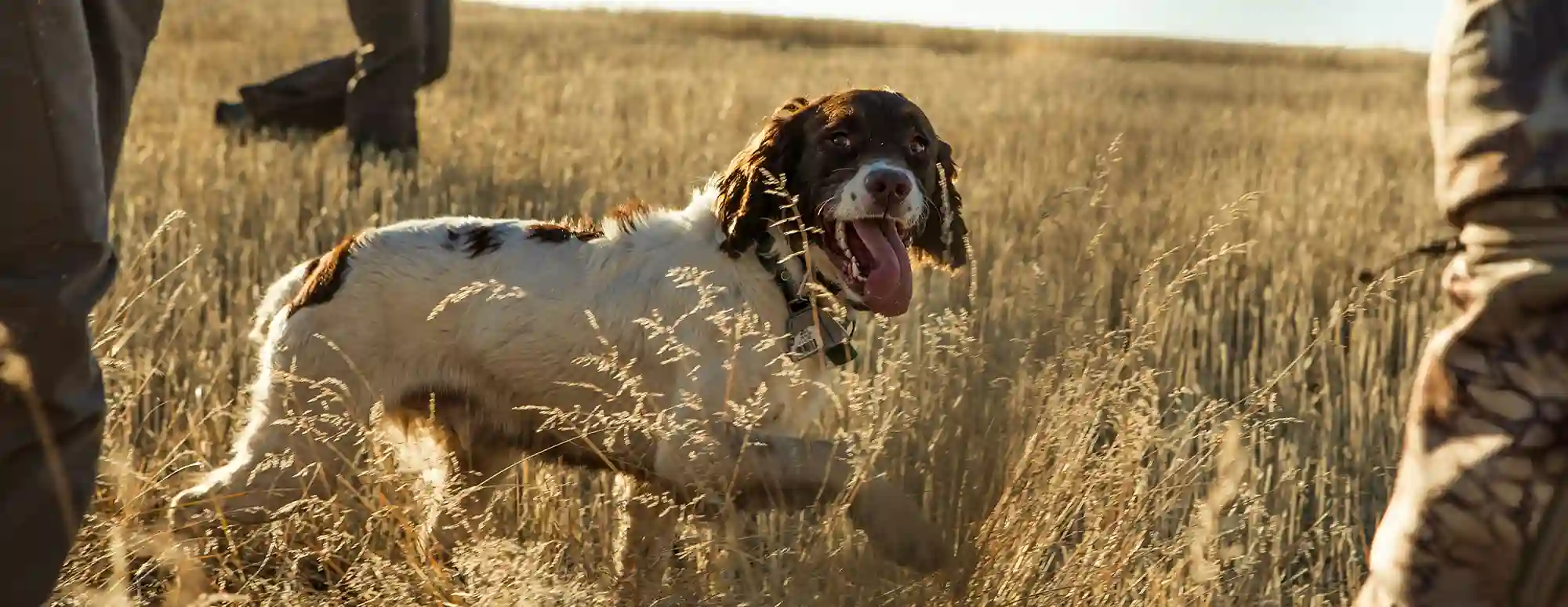 Sportdog