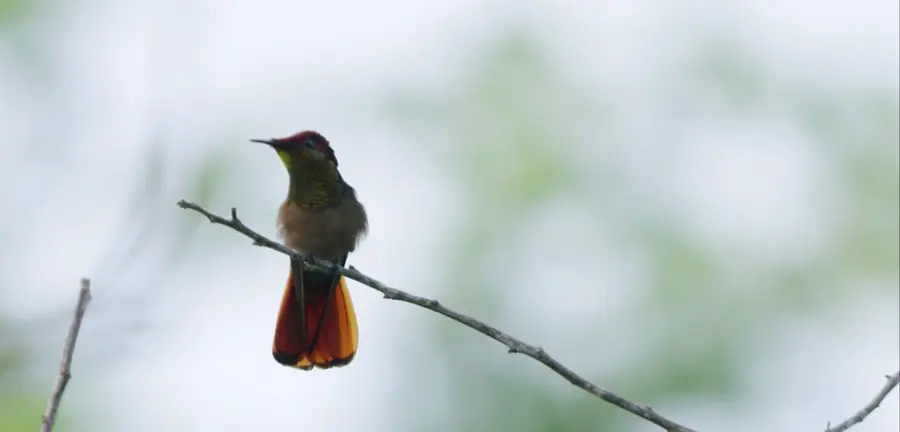 Watch Now: The Birders Film