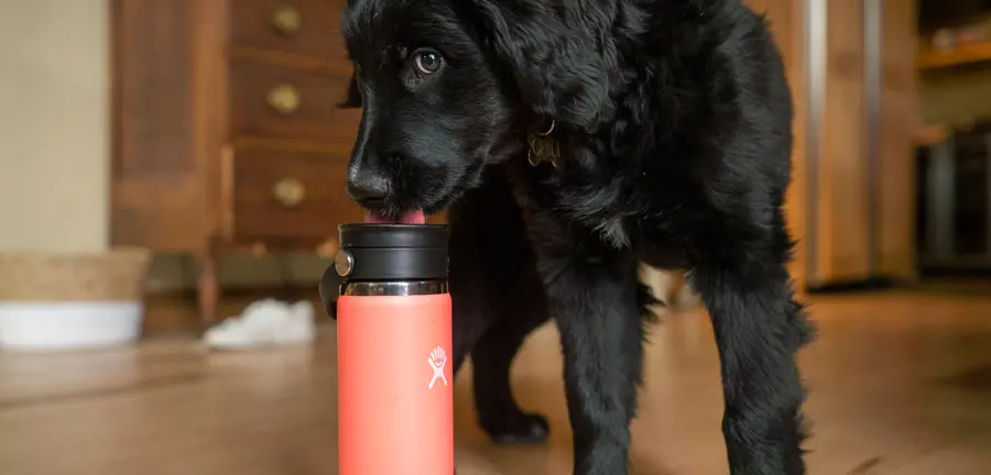 Hydro Flask's Newest Coffee Mug