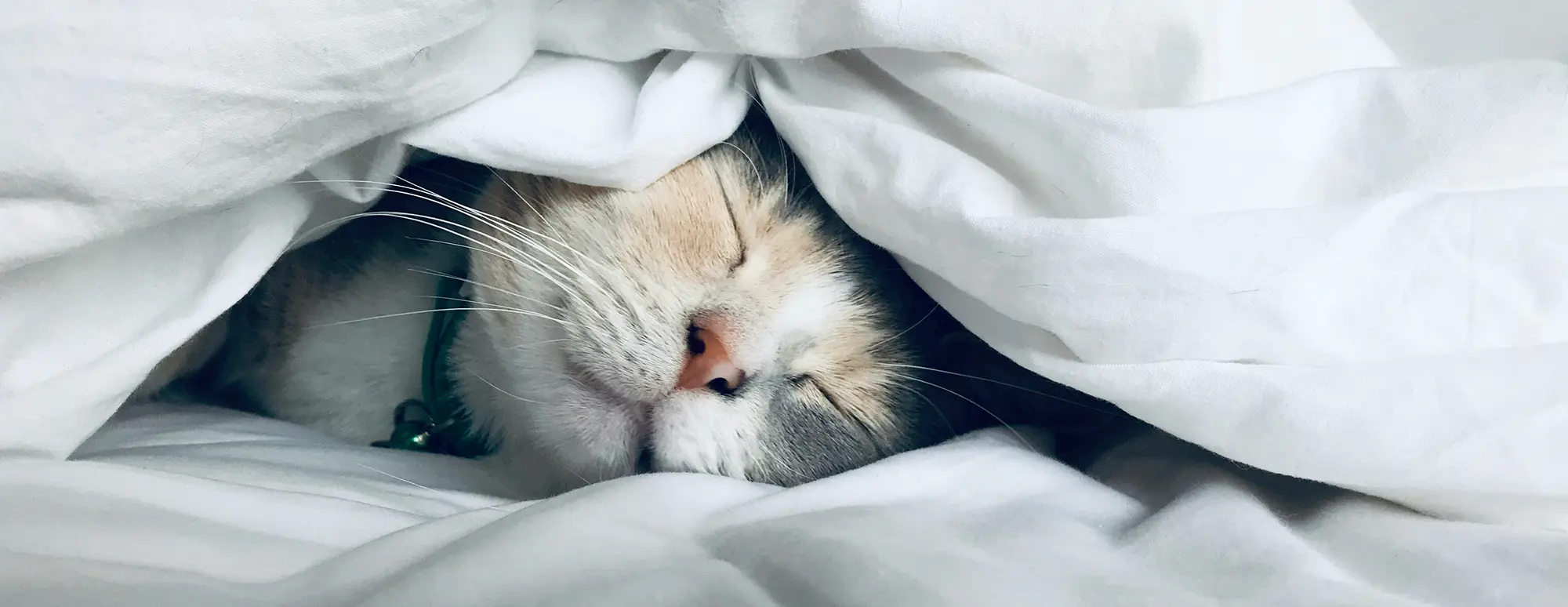 FunnyFuzzy