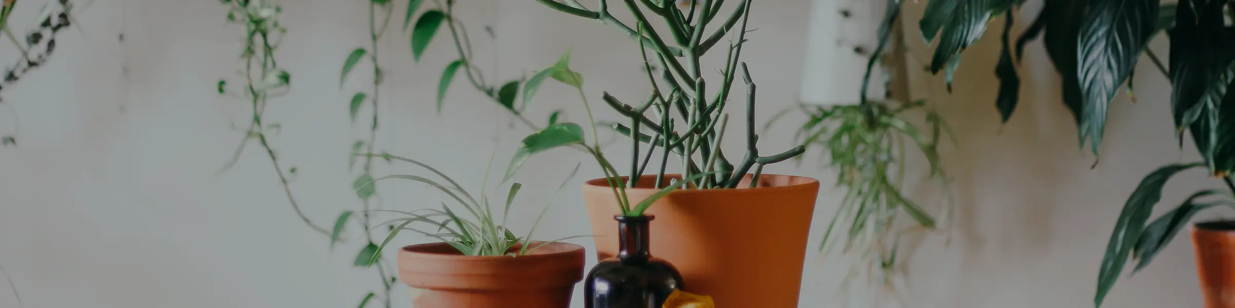 Plants.Com