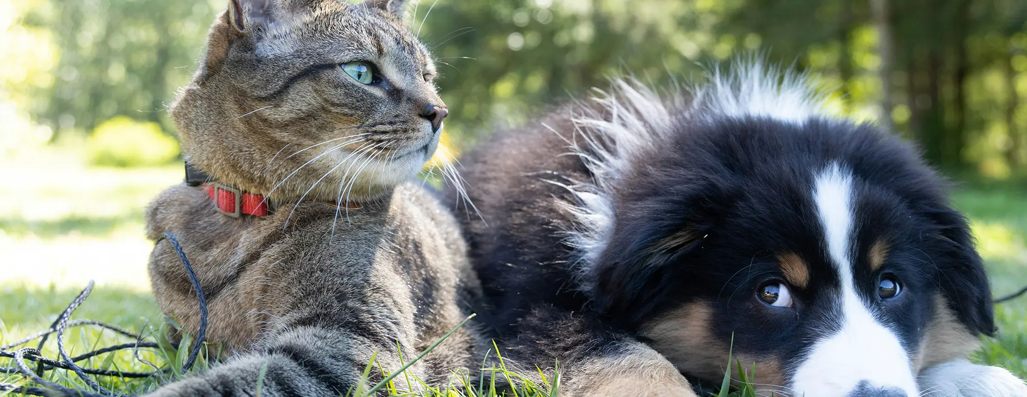 Spot Pet Insurance