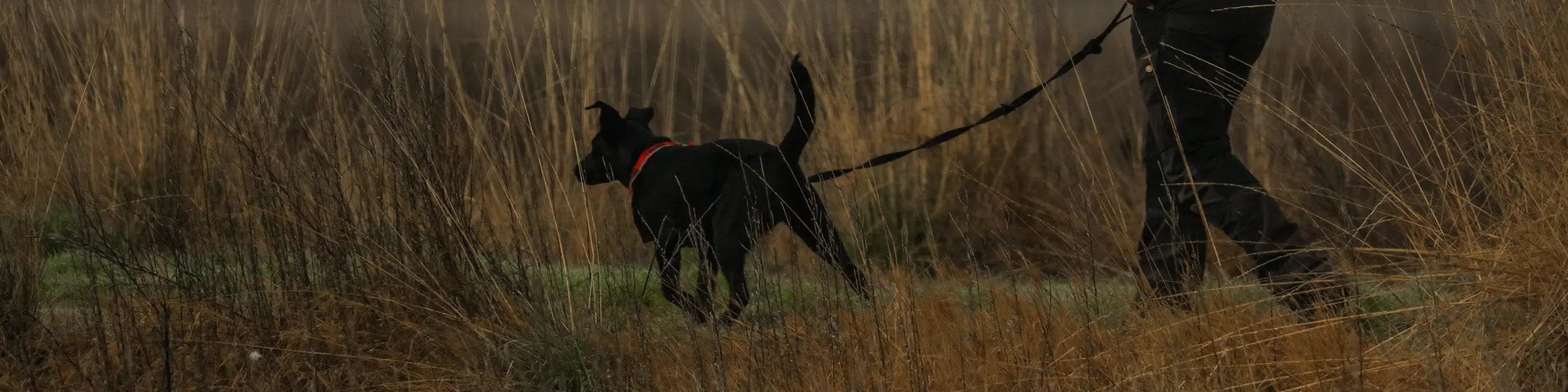 Walkee Paws