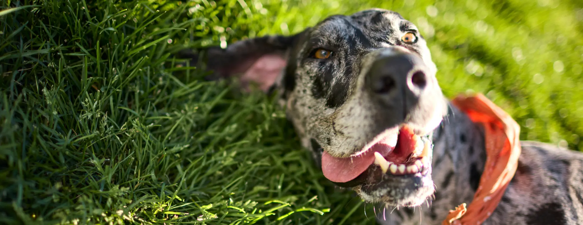 The Farmer's Dog