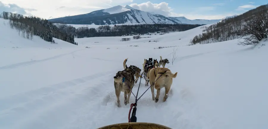 Dog Sledding in 360