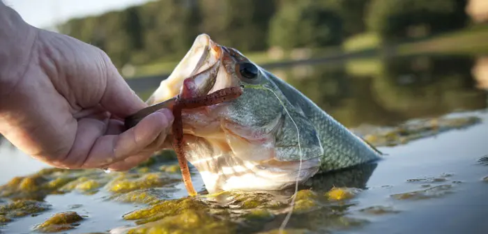 Bass Fishing with Top-Rated Cabela’s Products